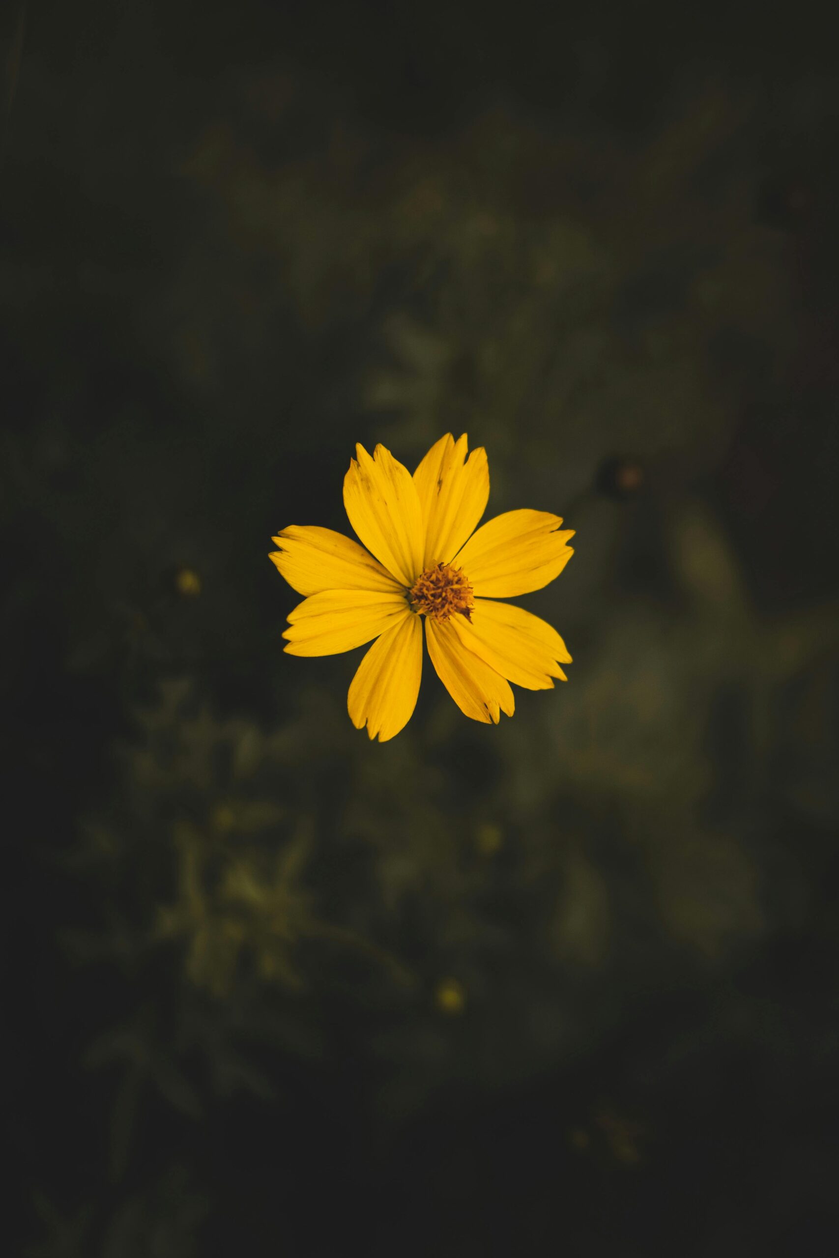 Why Your Body Belongs in Therapy: A Look at the Hakomi Method